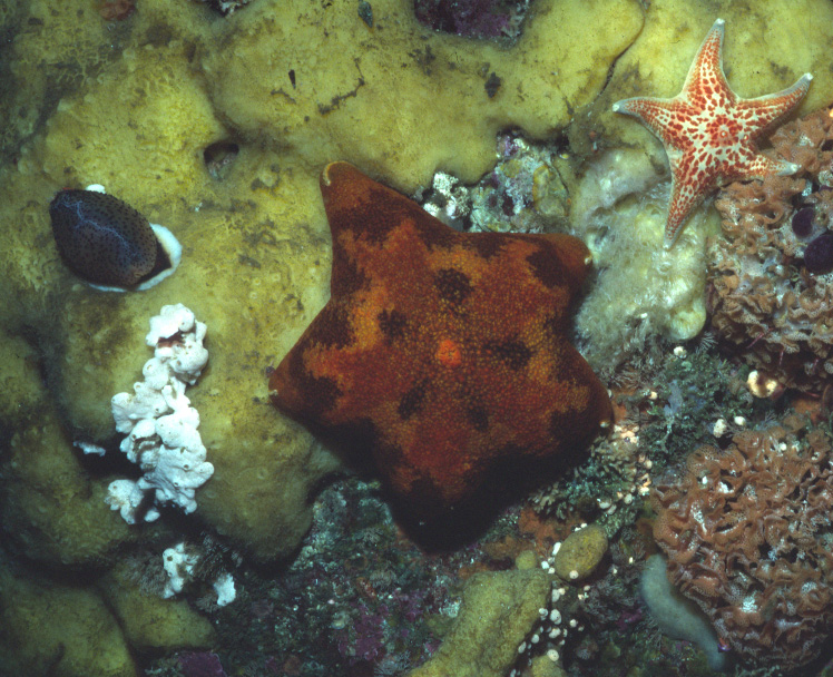 Pteraster tesselatus